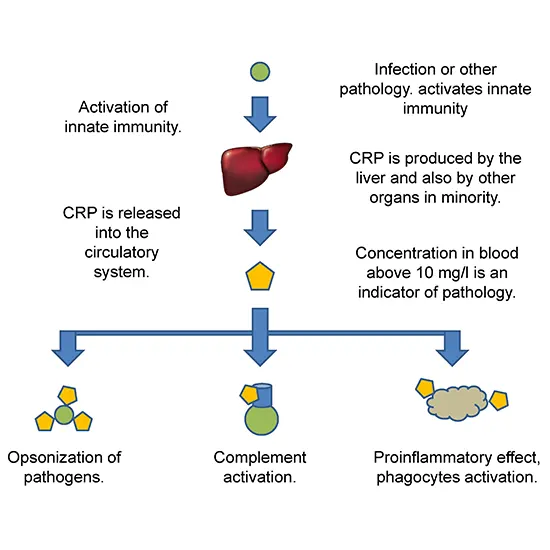 CRP Quantitative Nephelometry Test Price In Delhi, India Ganesh